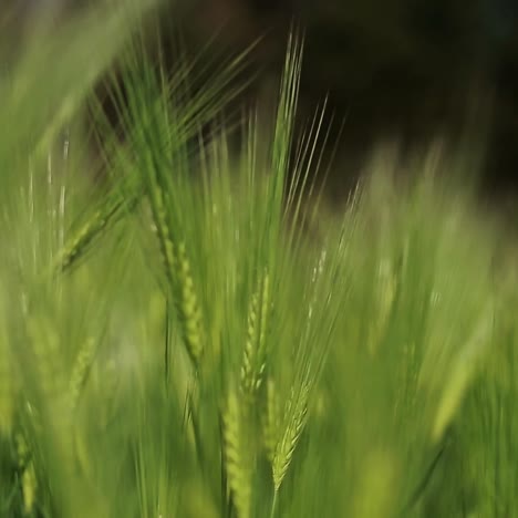 wheat stalks blow in the wind