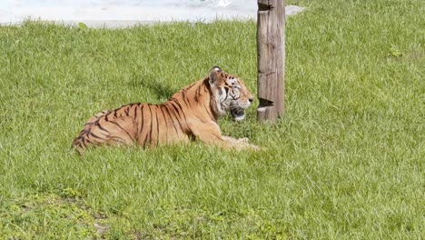 brown tiger lying on grass. handheld