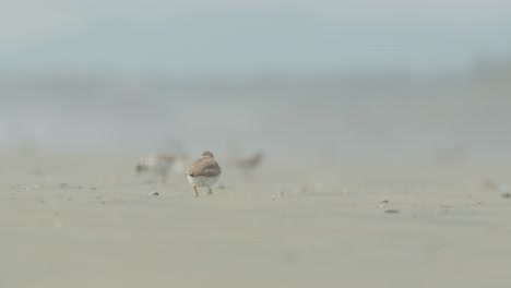 close up low pov shot of semipalmated plover walking on beach sand