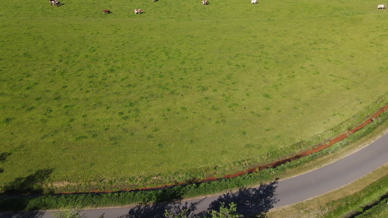 Drone shot of cows on a big pasture.