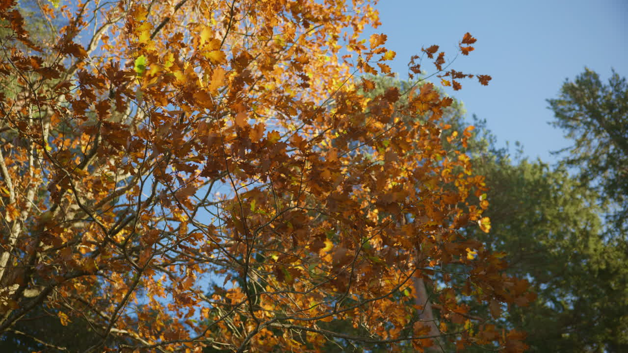 Wide shot of yellow leaves and branches blowing with the wind on a sunny October day