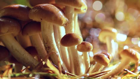 armillaria mushrooms of honey agaric in a sunny forest