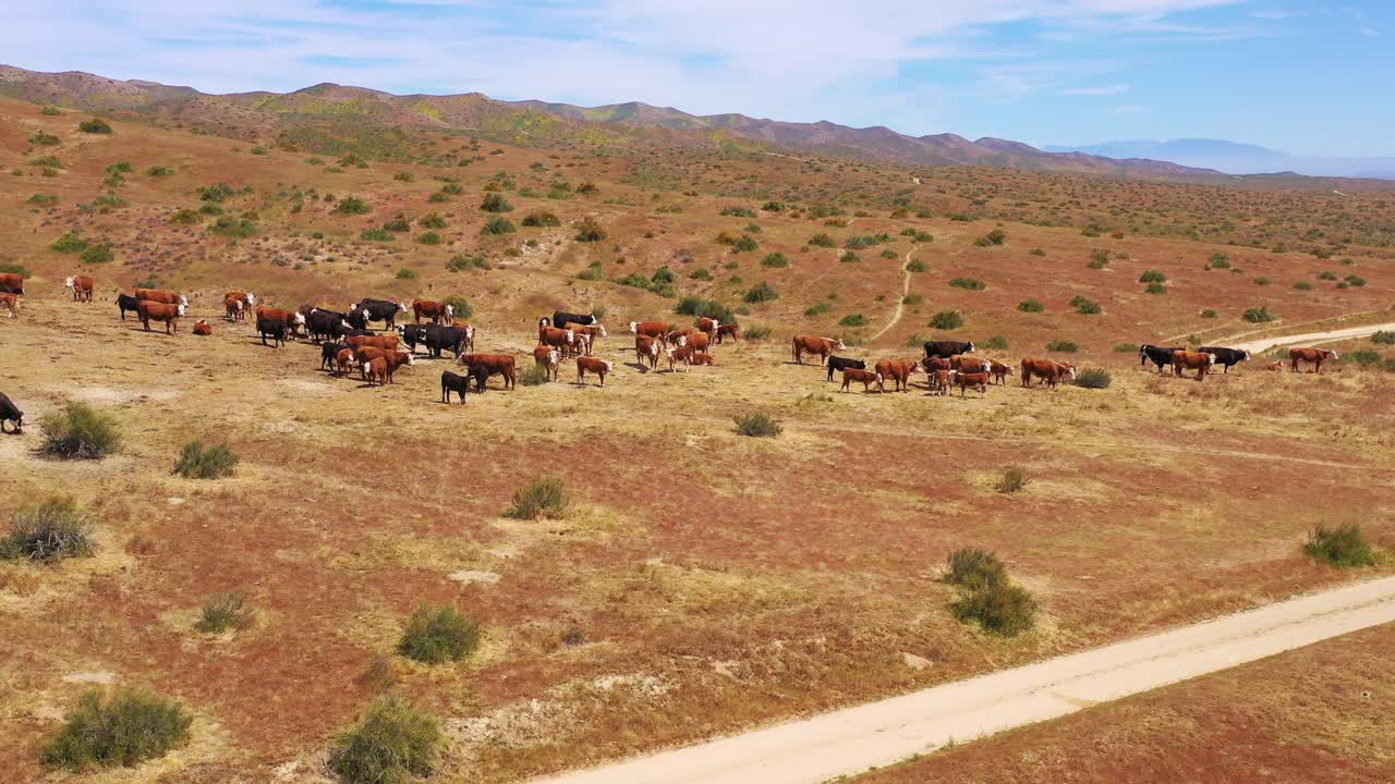 bonita antena sobre el ganado y las vacas que pastan en la región ganadera del desierto de carrizo plain california 3