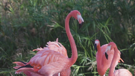 flamencos rosados de cerca
