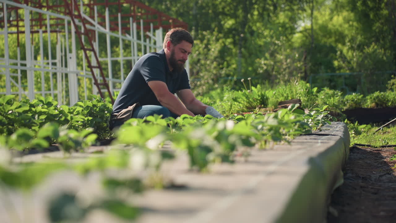 Low angle view farmer bends down using hand fork to prune soil around young strawberry plants, gloved hands tending rows on sunny summer day in rural garden