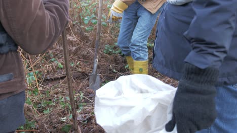 a mature group of friends planting scots pine tree saplings in woodland