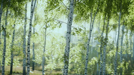 Birch-trees-on-the-green-grass