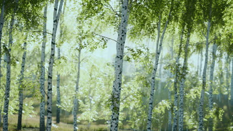 árboles de abedul en la hierba verde