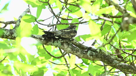 common nighthawk  perched on branch on daytime