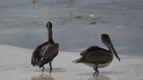 佩利坎 (pelican)  佩利肯 (pelicans) 是美國的一隻海豚