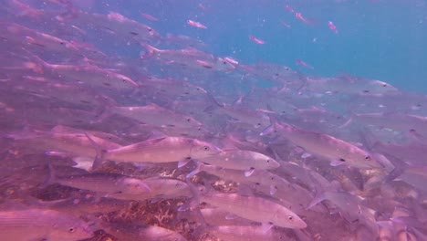 school of bonefish swimming underwater captured with handheld camera