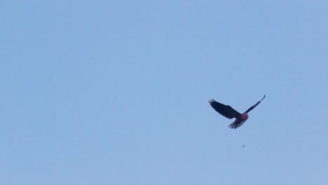 Owl-Bird-flying-and-searching-hunt-with-sharp-eyesight-in-air-I-Owl-bird-flying-in-air-with-blue-sky-stock-video