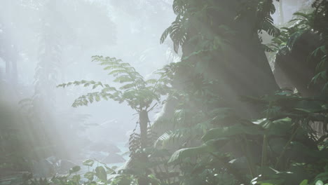 a foggy jungle landscape
