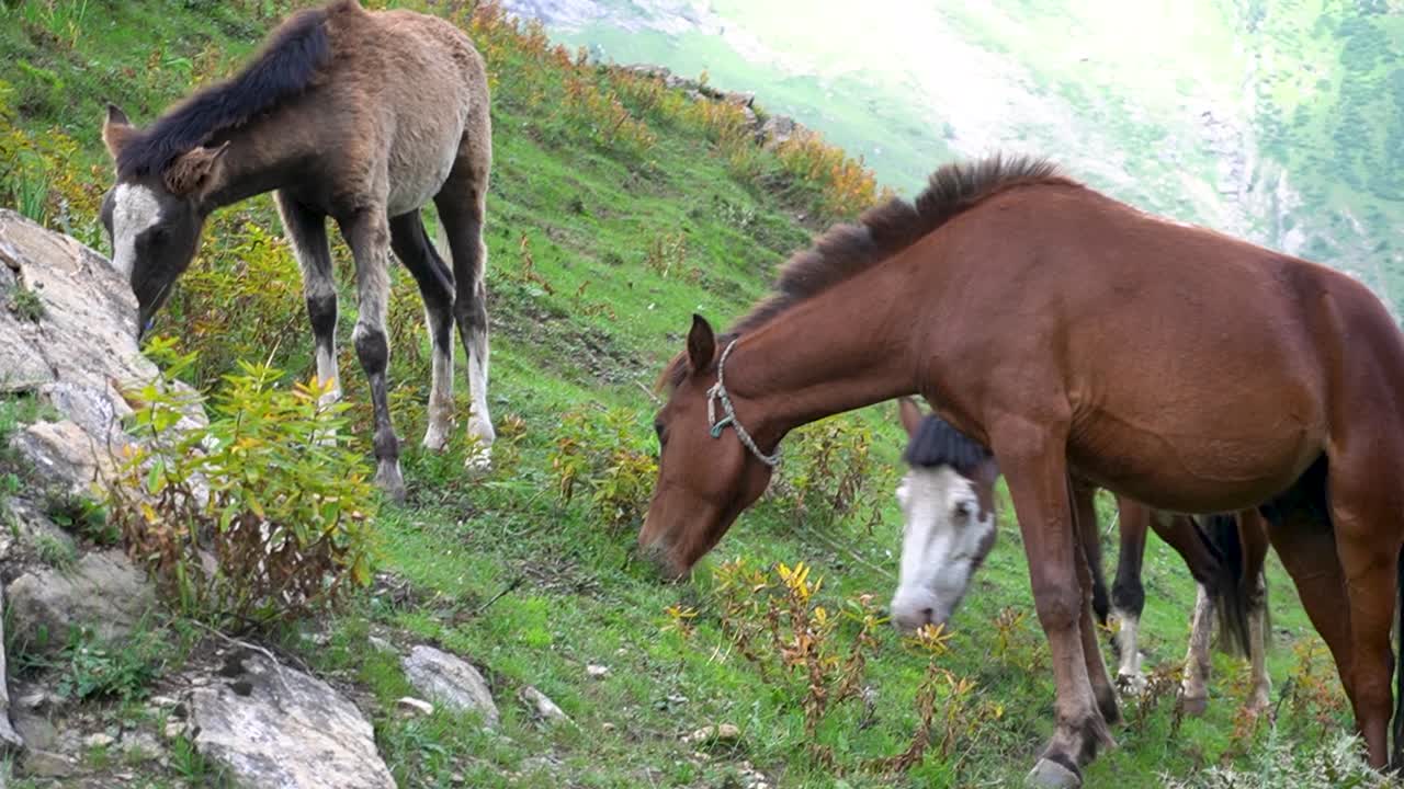 caballo himalaya con caballo bebé están pastando en la región del bajo himalaya del valle de cachemira