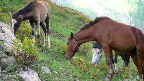 Caballo-Himalaya-Con-Caballo-Bebé-Están-Pastando-En-La-Región-Del-Bajo-Himalaya-Del-Valle-De-Cachemira