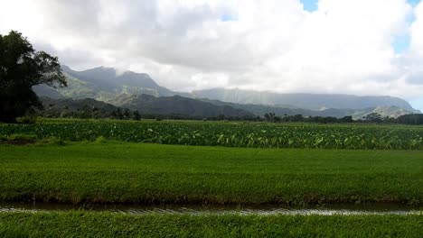 beautiful field on kaua'i, hawai'i