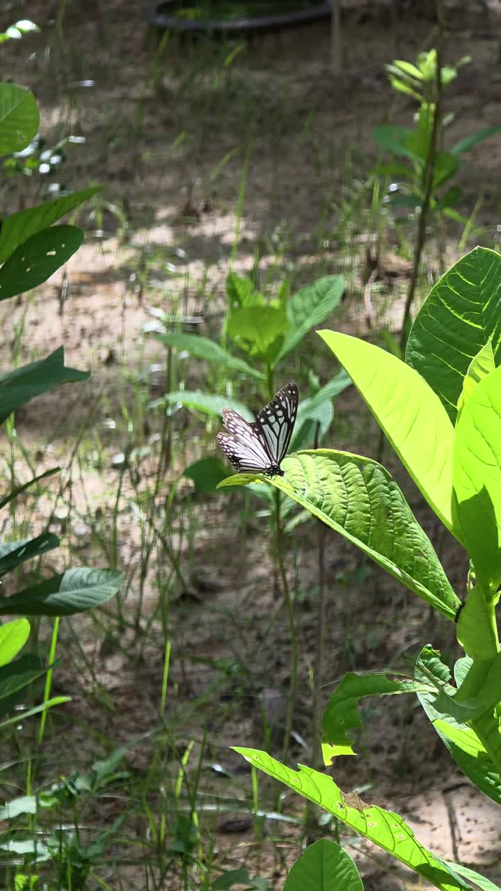Beautiful Grey Glassy Tiger butterfly perched on a green leaf and gently flapping its patterned black and white wings in a lush tropical garden on Crotalaria spectabilis leaf