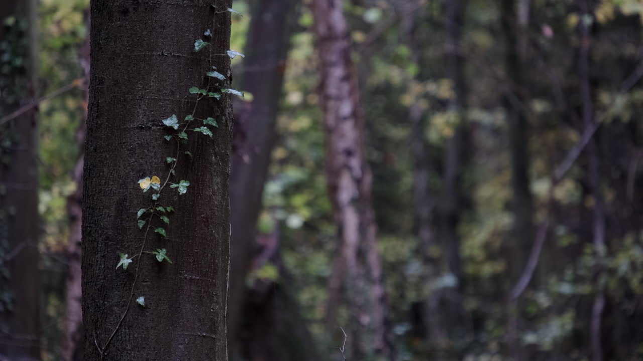hojas que caen en un bosque oscuro en un sombrío día de otoño, worcestershire, reino unido