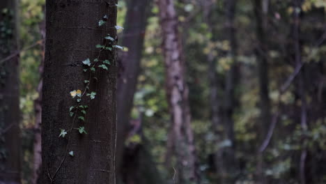 Falling-leaves-in-a-dark-forest-on-a-grim-autumn-day,-Worcestershire,-UK