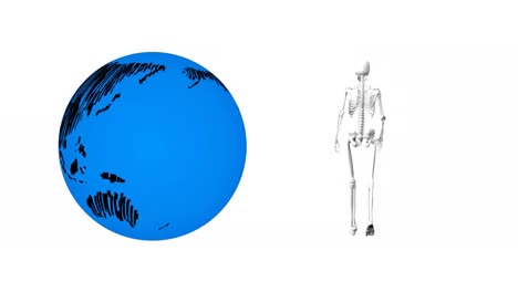 animation of skeleton walking and globe on white background