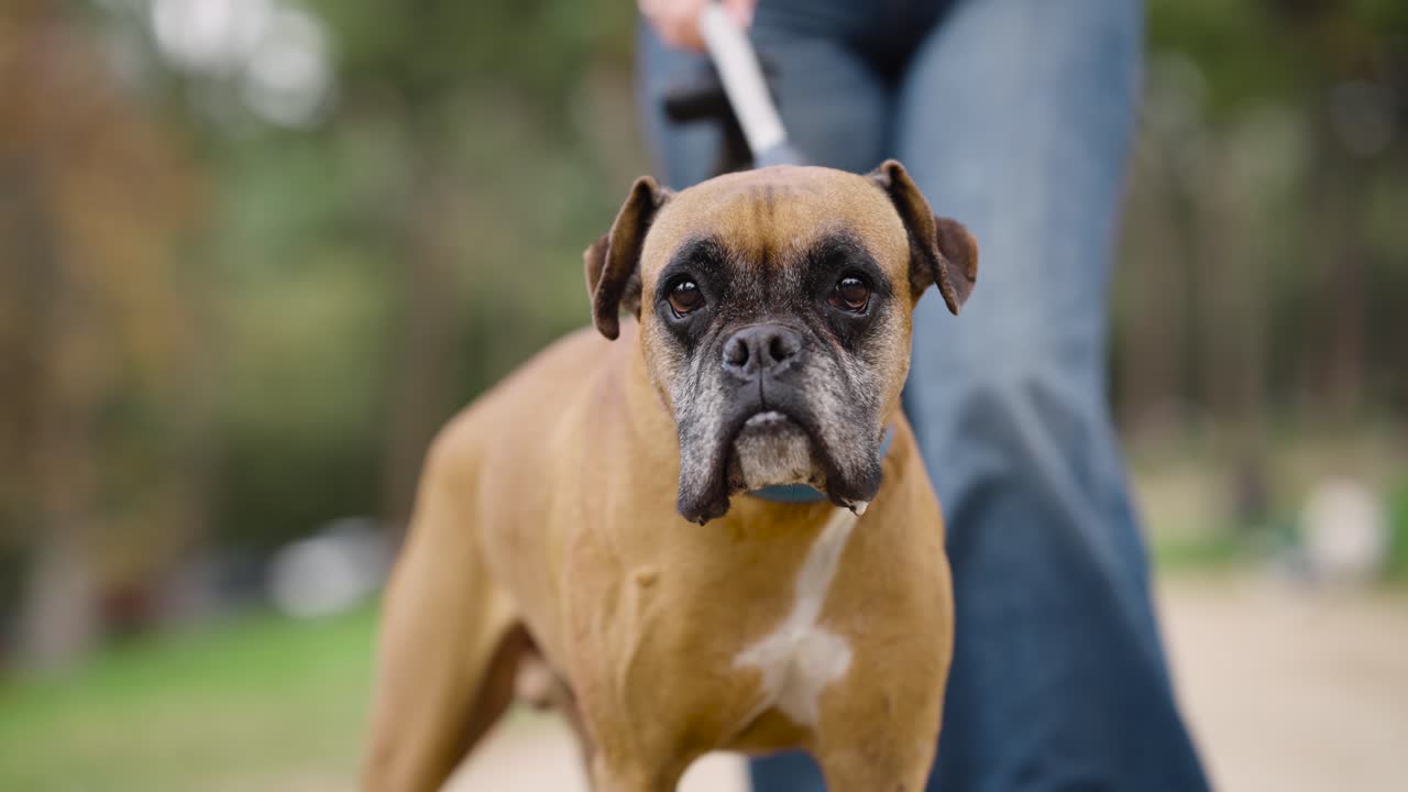 Cachorro da raça Boxer passeando com o dono, preso à coleira, em um parque