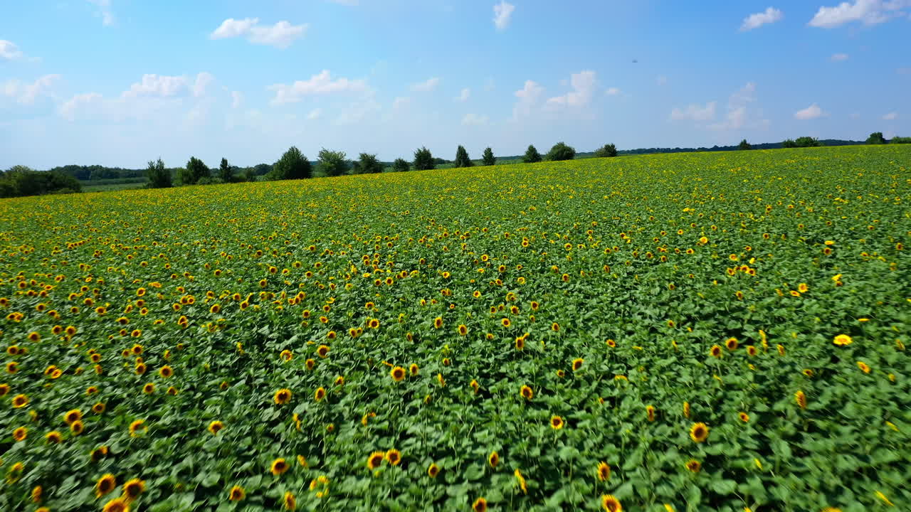 Sunflower field during blooming. Smooth rows of elite flowering yellow sunflower in farmer field