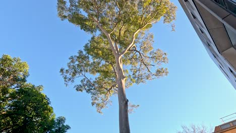 Tree between buildings at Melbourne University