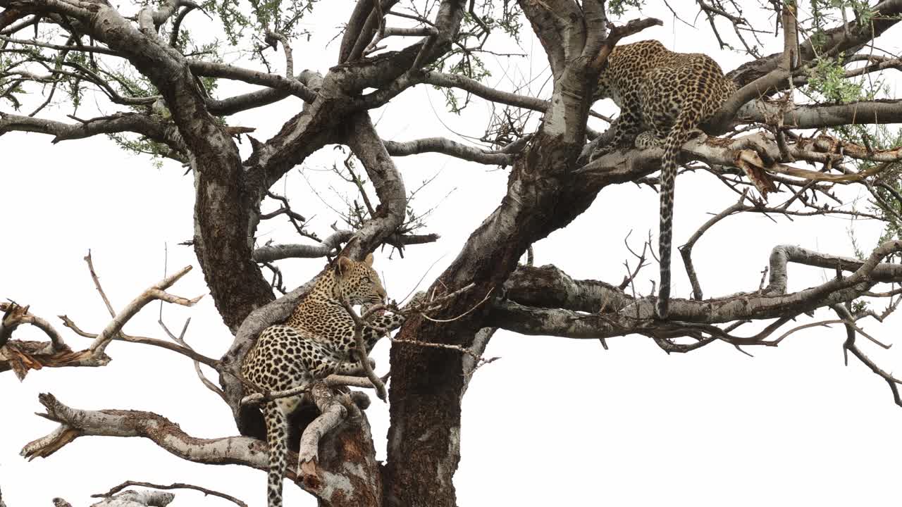 Two leopard cubs lying in a tree cleaning themselves on a rainy day, Mashatu Game Reserve.