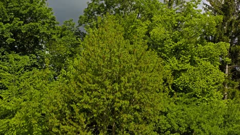 Crane-shot-starting-behind-some-trees-with-a-bench,-raising-up-to-reveal-a-beautiful-wide-field-of-yellow-rapeseed-plants