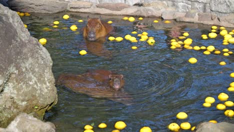 group of capybaras taking a hot spring bath with yuzu citrus fruits