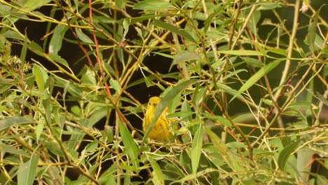 A-female-yellow-warbler-in-the-bushes-cleaning-its-wings-and-feathers-before-flying-away---close-up-shot