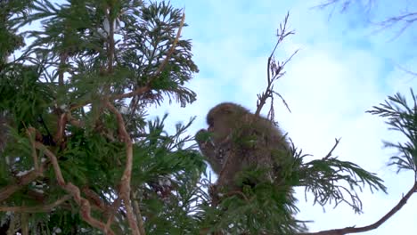 monos japoneses luchando en un árbol en cámara lenta