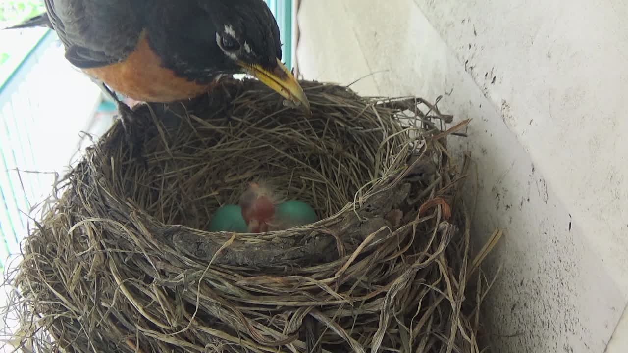 Mother Robin feeds tiny baby with two blue eggs still to hatch in nest