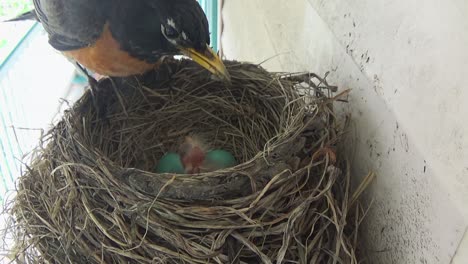 Mamá-Petirrojo-Alimenta-A-Un-Pequeño-Bebé-Con-Dos-Huevos-Azules-Aún-Por-Eclosionar-En-El-Nido