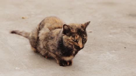 Schläfrige-Getigerte-Katze,-Die-Auf-Dem-Boden-Sitzt---Hoher-Winkel