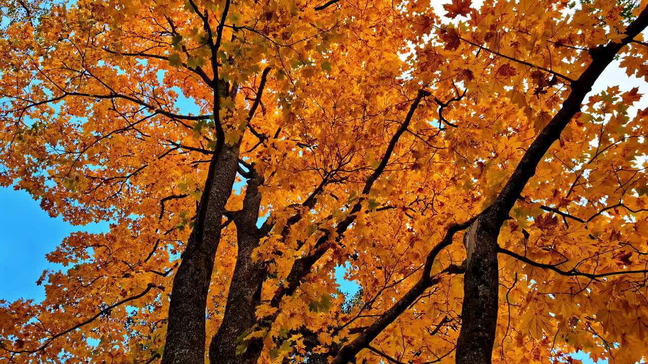 Fall scenery of trees with autumn colors in Jelgava, Latvia