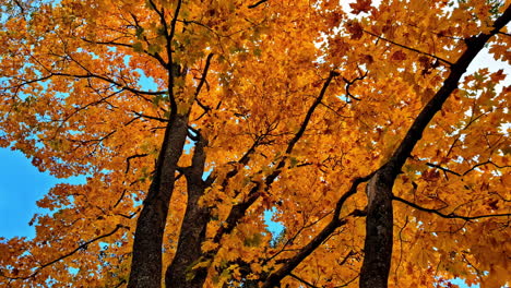 fall scenery of trees with autumn colors in jelgava, latvia