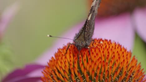 una pequeña mariposa tortoiseshell comiendo néctar de coneflower naranja - disparo macro