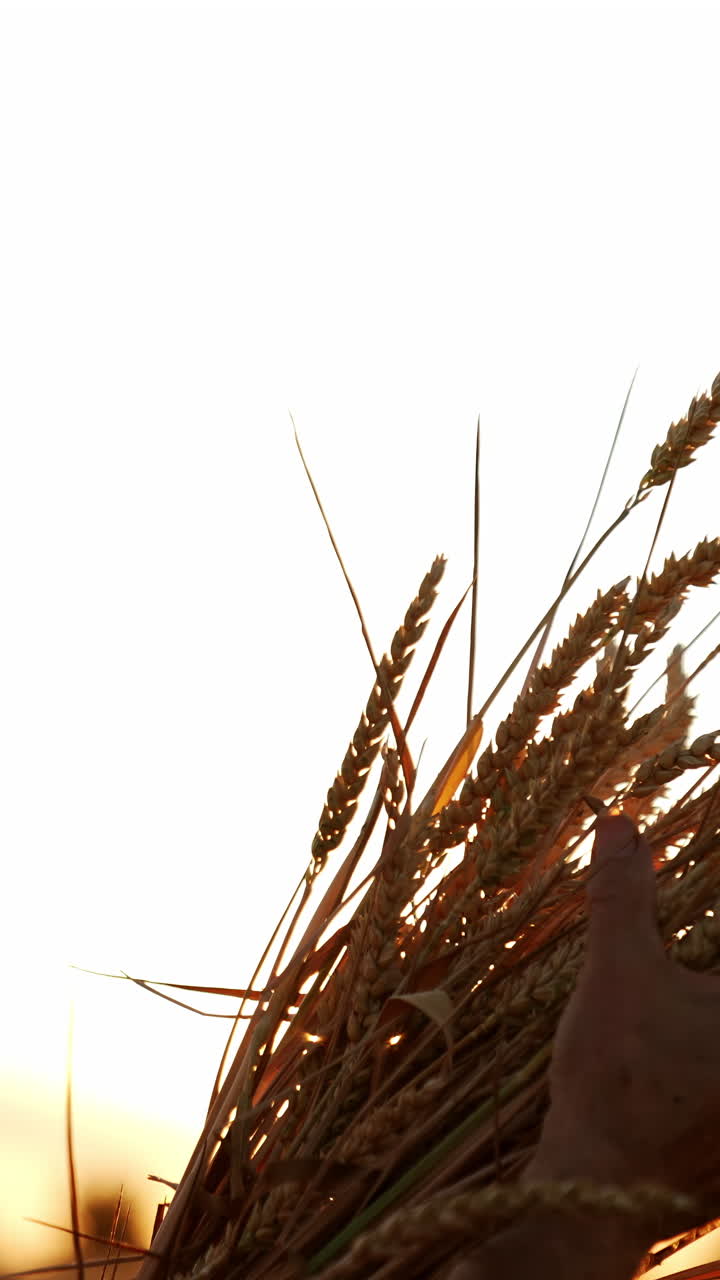 Senior farmer in straw hat stroking spikelets in the bunch of wheat. Man smells dry ripe ears of corn standing in the field at sunset. Vertical video