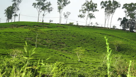 beautiful lush tea estate plantation da lat vietnam