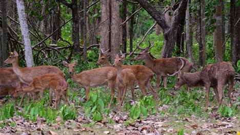 El-Ciervo-Del-Campo-Es-Una-Especie-En-Peligro-De-Extinción-Debido-A-La-Pérdida-De-Hábitat-Y-La-Caza