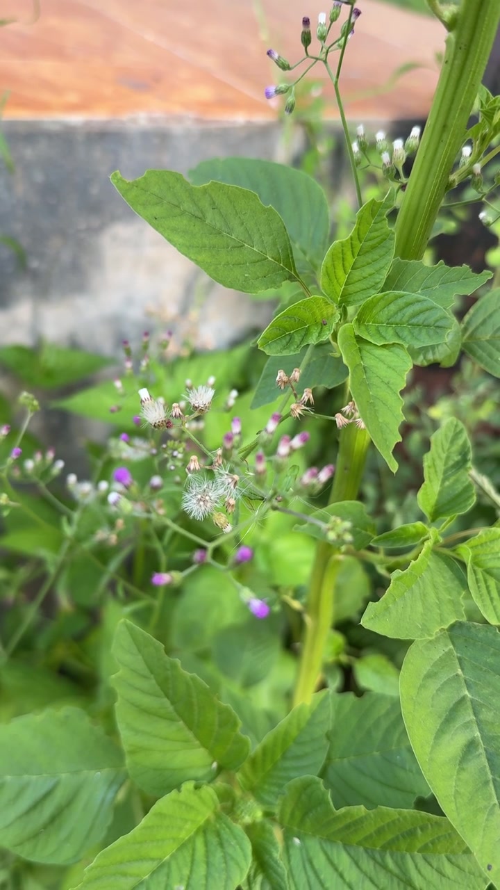 Primo piano di piante verdi con piccoli fiori viola e bianchi