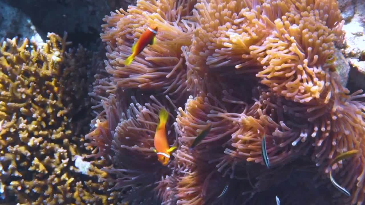 Pesce d'acqua salata d'attualità, pesce pagliaccio - barriera corallina alle Maldive, pesce anemone