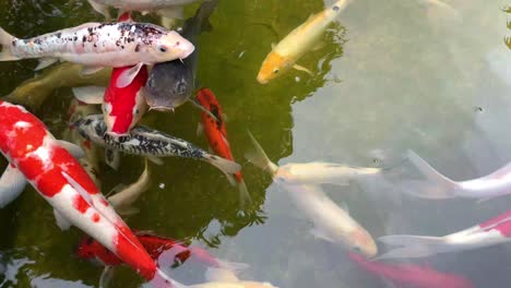 koi fish swimming in an artificial pond