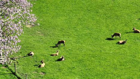 drone close-up shot of deer grazing in a green field, new zealand