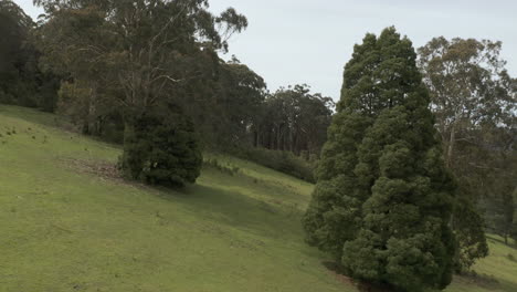 camera gently moving forward, weaving through trees and capturing the beauty of the natural landscape