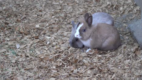 Conejitos-Que-Son-Lindos,-Suaves,-Tiernos-Y-Adorables