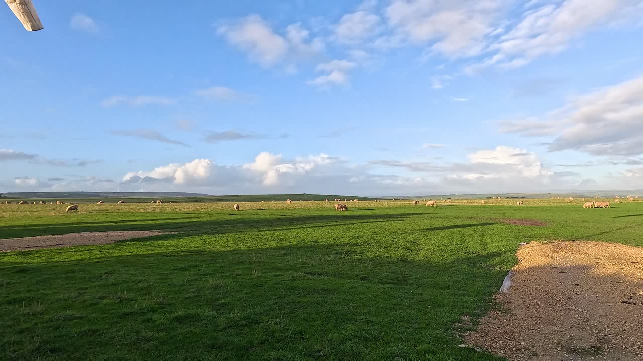해안 절벽 근처 의 농장 에서 양 들 이 먹이를 먹고 있다