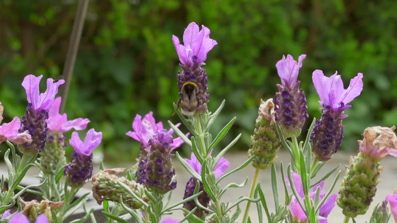abejorro arrastrándose de una flor a otra, a cámara súper lenta