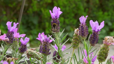 Abejorro-Arrastrándose-De-Una-Flor-A-Otra,-A-Cámara-Súper-Lenta